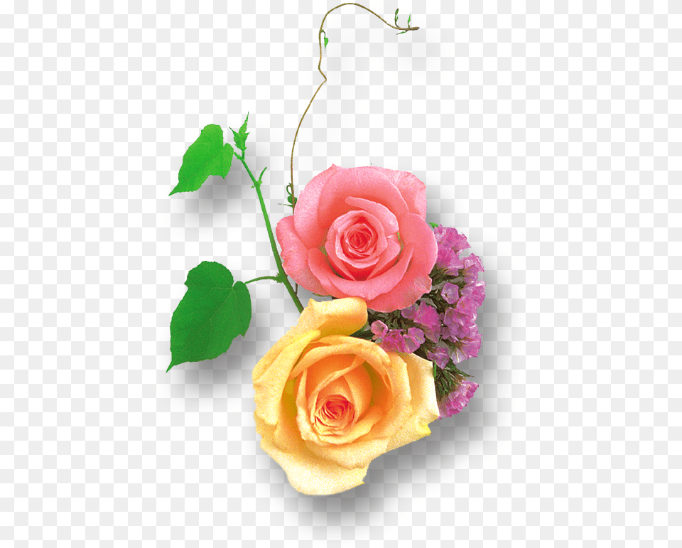 Clipart Image Light Yellow And Pink Rose Yellow Rose Hd, Flower, Flower Arrangement, Flower Bouquet, Plant Free Transparent Png