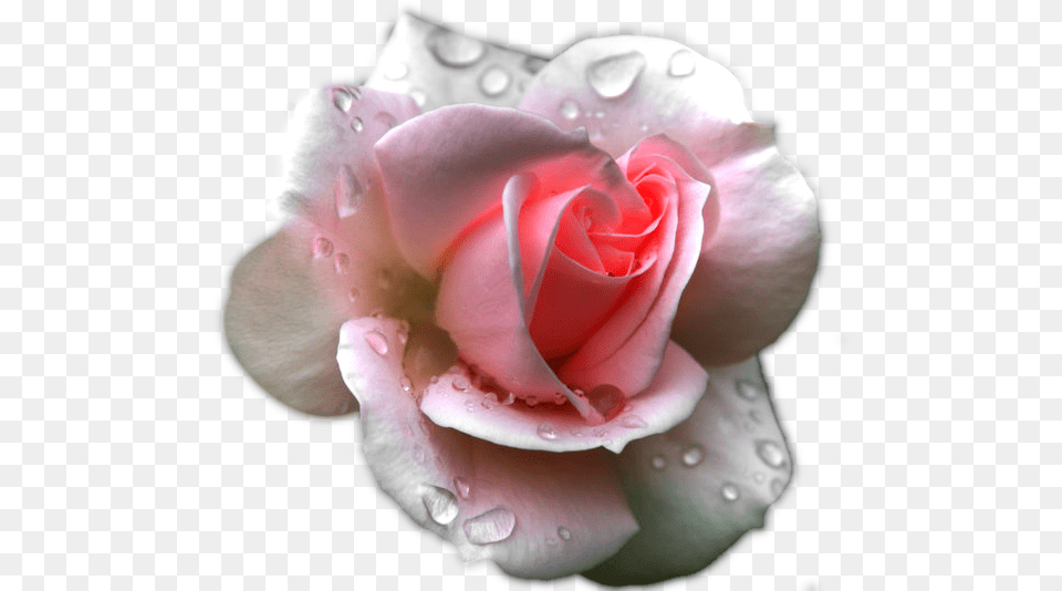 Transparent Clipart Image Pink Rose Pink Rose After Rain, Flower, Petal, Plant Png