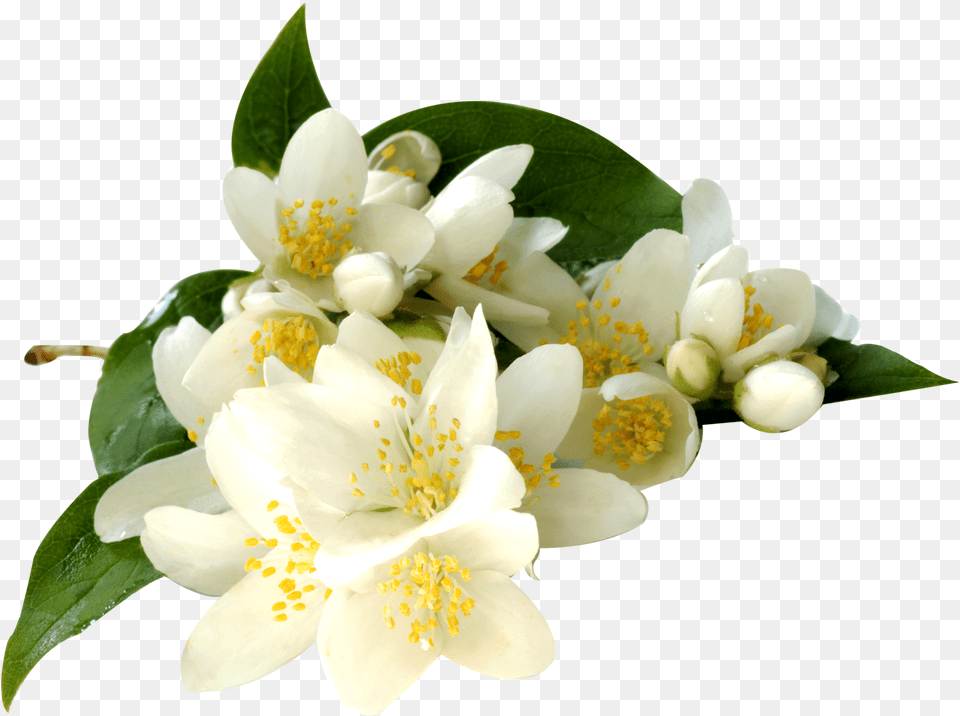 Transparent Clipart Jasmine Flower Jasmine Flower, Petal, Plant, Pollen, Rose Free Png Download