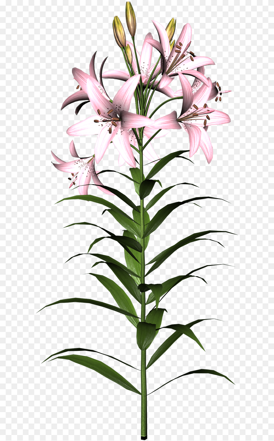 Transparent Clipart Lily Lily Flower, Plant, Amaryllidaceae Png