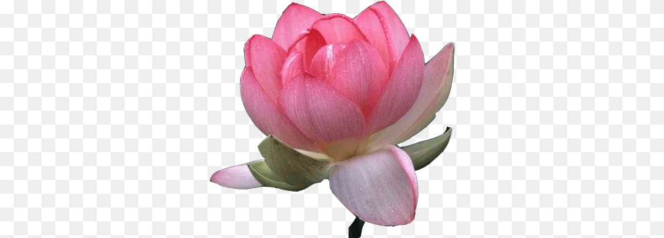 Transparent Clipart Lotus Flower Lotus Flower Transparent Background, Dahlia, Petal, Plant, Lily Free Png Download
