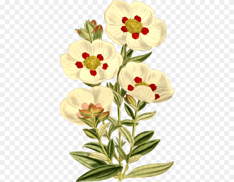 Transparent Clipart Plants And Flowers Vintage Flower Stickers, Anemone, Pattern, Petal, Plant Png Image