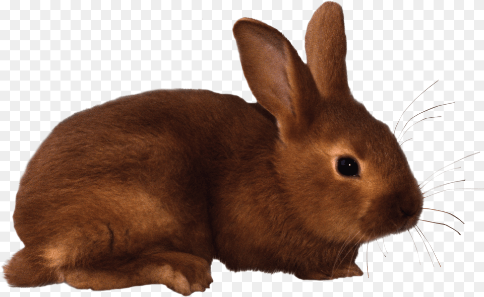 Transparent Clipart Rabbit Today Clipart Of Rabbit, Animal, Mammal, Rat, Rodent Free Png Download