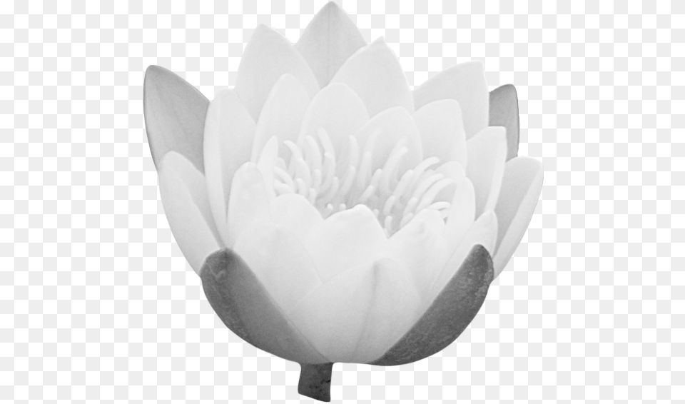 Clipartimagelotusbudpng Sacred Lotus, Flower, Petal, Plant, Rose Free Transparent Png