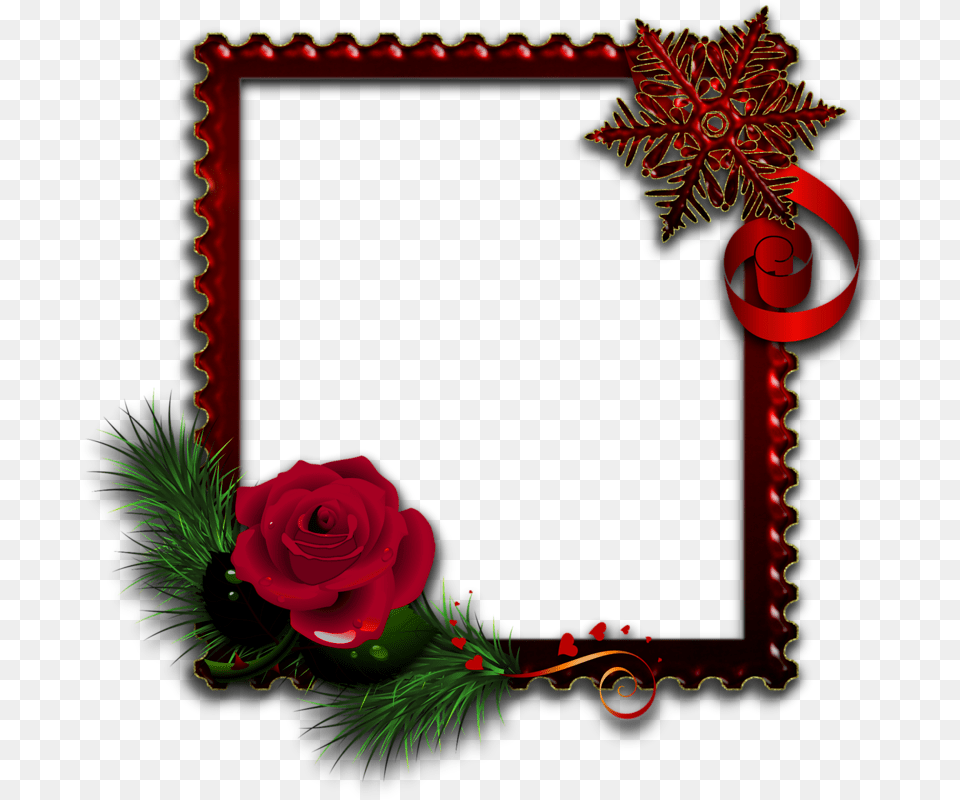 Transparent Cliparts Weihnachtsmotive Rose Photo Frame Download, Plant, Flower, Mail, Greeting Card Png