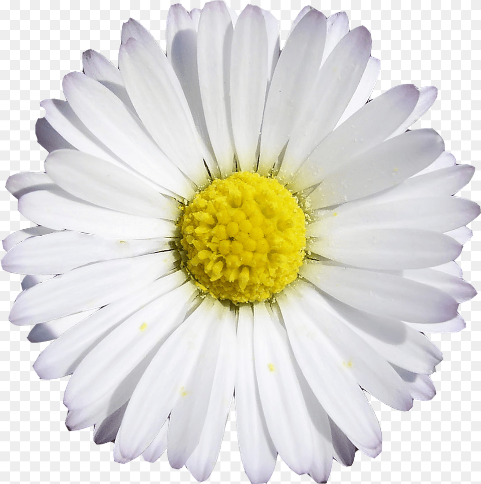 Transparent Clocks Round Face Clock, Daisy, Flower, Petal, Plant Png Image