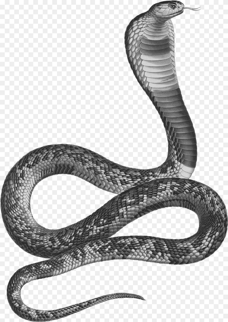 Cobra Snake Ancient Egypt Asp Snake, Animal, Reptile Free Transparent Png