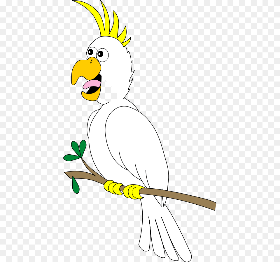 Transparent Cockatoo Clipart Birds, Animal, Beak, Bird, Parrot Png Image