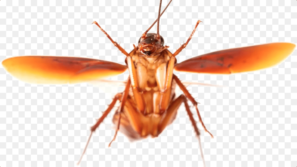 Transparent Cockroach Flying Cockroach, Animal, Insect, Invertebrate Png Image