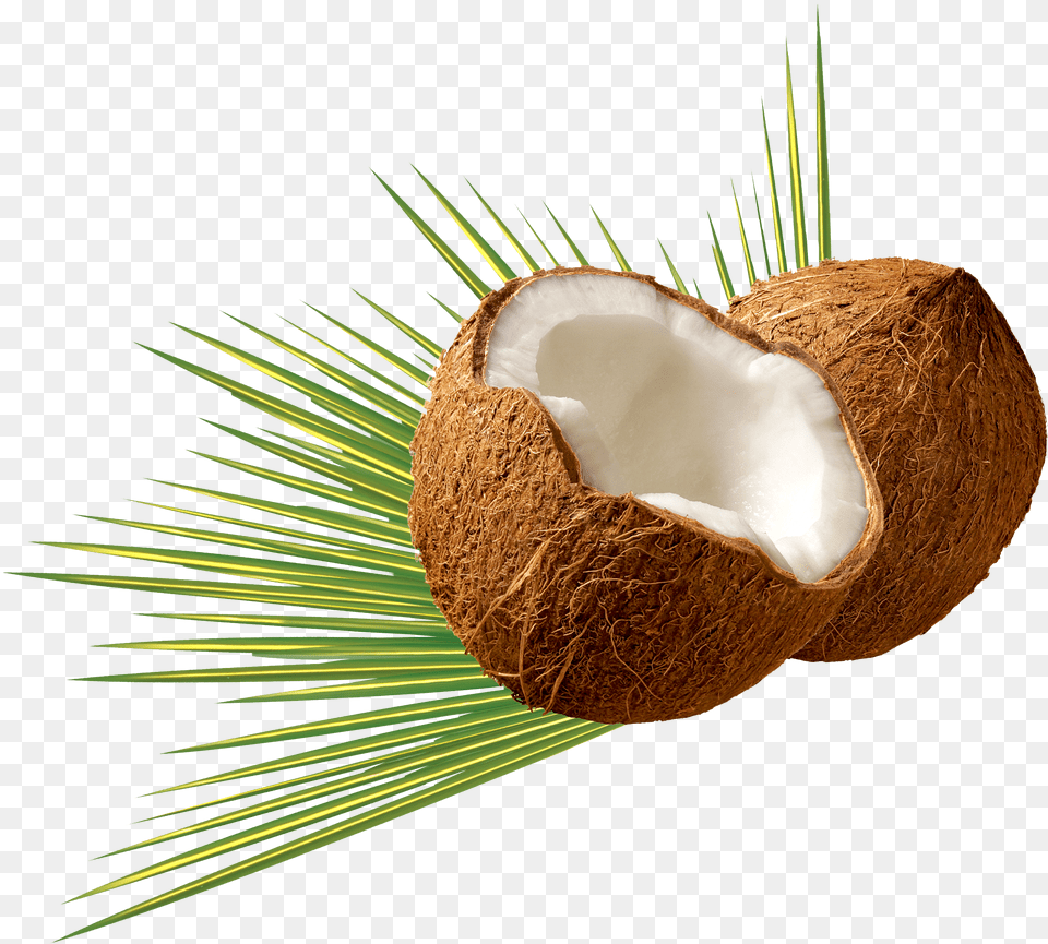 Transparent Coconut Png Image
