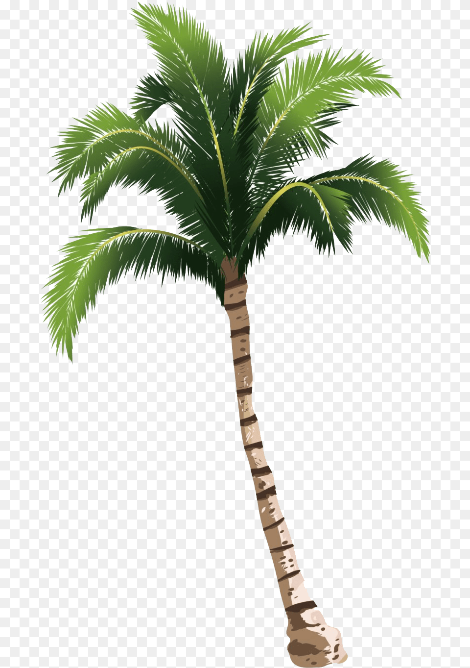 Transparent Coconut Tree, Palm Tree, Plant Png Image