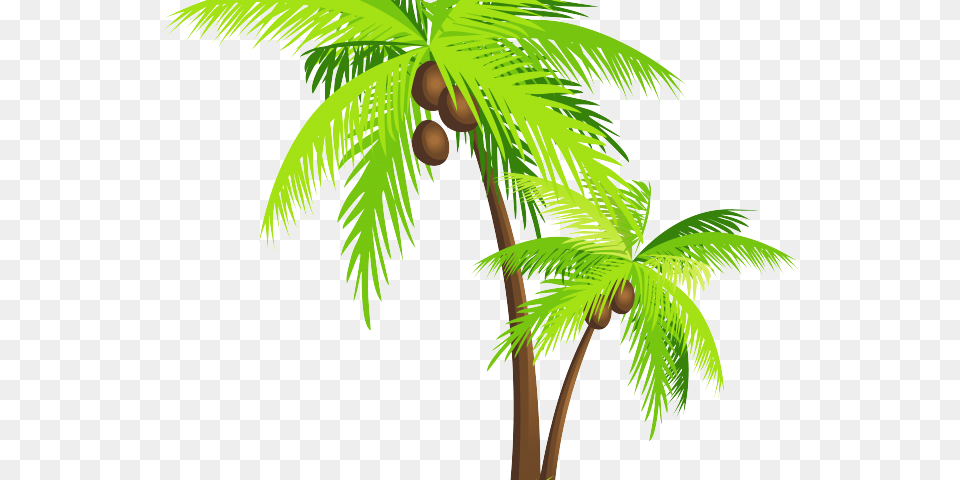 Transparent Coconut Tree Vector, Palm Tree, Plant, Food, Fruit Free Png