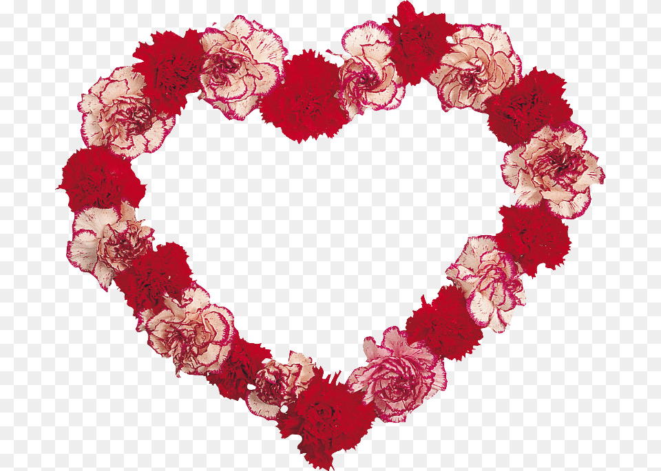 Transparent Coeur Floral Design, Carnation, Flower, Plant, Rose Free Png Download