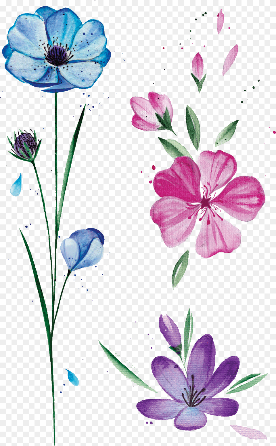 Transparent Color Tattoo Spring Flower Tattoo, Anemone, Geranium, Petal, Plant Png Image