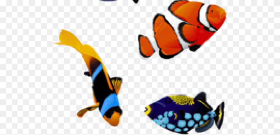 Transparent Colorful Fish, Amphiprion, Animal, Sea Life, Baby Free Png