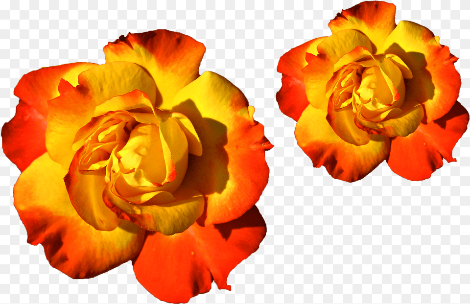 Colorful Flowers Mixed Colors Yellow And Red, Flower, Petal, Plant, Rose Free Transparent Png