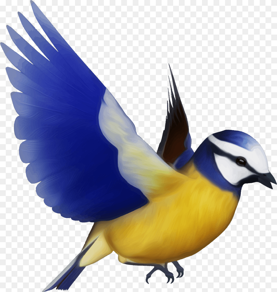 Transparent Colorful Flying Bird, Animal, Jay, Finch, Bluebird Free Png