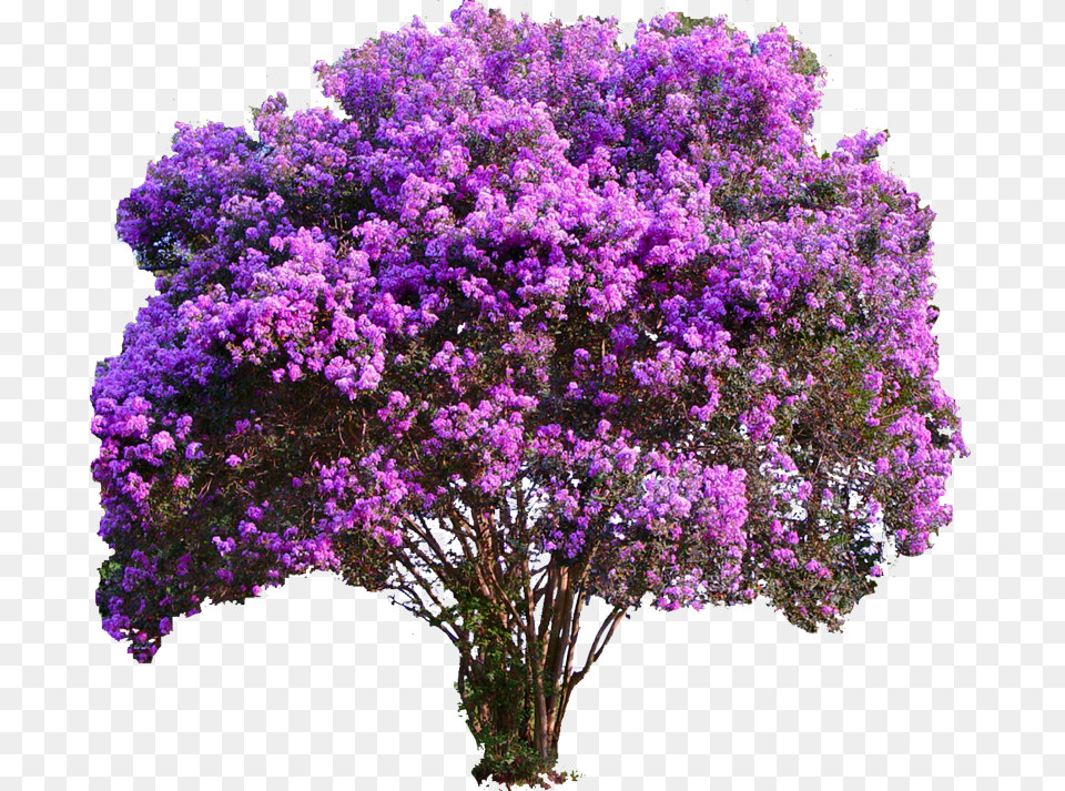 Transparent Colorful Tree Purple Crepe Myrtle, Flower, Plant, Vegetation, Geranium Free Png