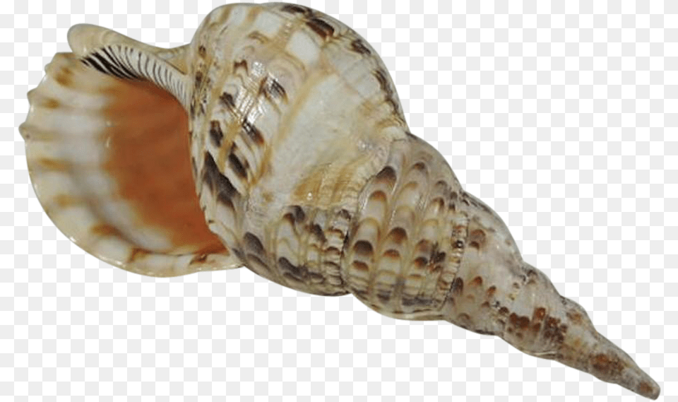 Transparent Conch Shell, Animal, Invertebrate, Sea Life, Seashell Png Image