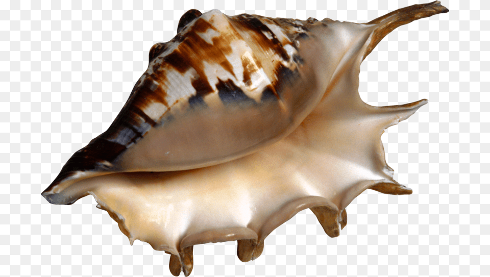 Conch Shell Kerang Clipart, Animal, Invertebrate, Sea Life, Seashell Free Transparent Png