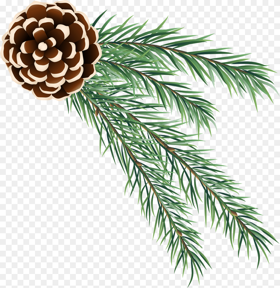 Transparent Cones Clipart Pinecone And Branch Clipart Png