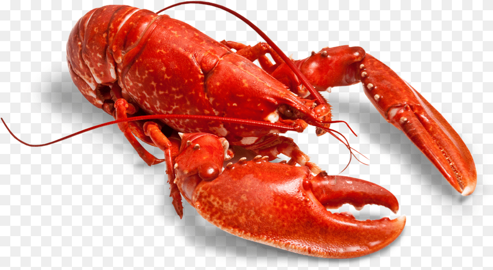 Cooked Lobster, Animal, Food, Invertebrate, Sea Life Free Transparent Png