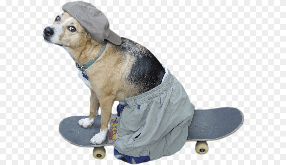 Transparent Cool Dog, Coat, Clothing, Pet, Mammal Png