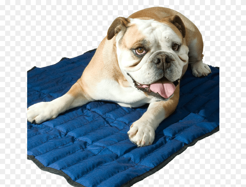 Transparent Cool Dog Aqua Coolkeeper Mat, Animal, Canine, Mammal, Pet Png Image