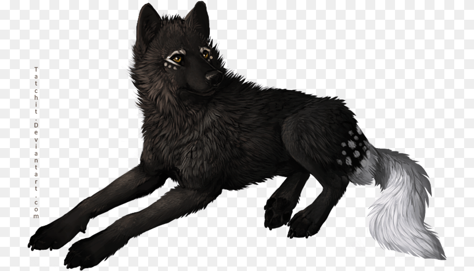 Cool Wolf, Mammal, Animal, Person, Adult Free Transparent Png