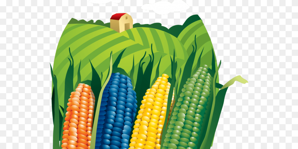 Transparent Corn Clipart Maiz, Food, Grain, Plant, Produce Png Image