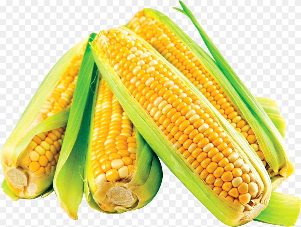 Transparent Corn Cob Transparent Corn Crop, Food, Produce, Grain, Plant Png Image