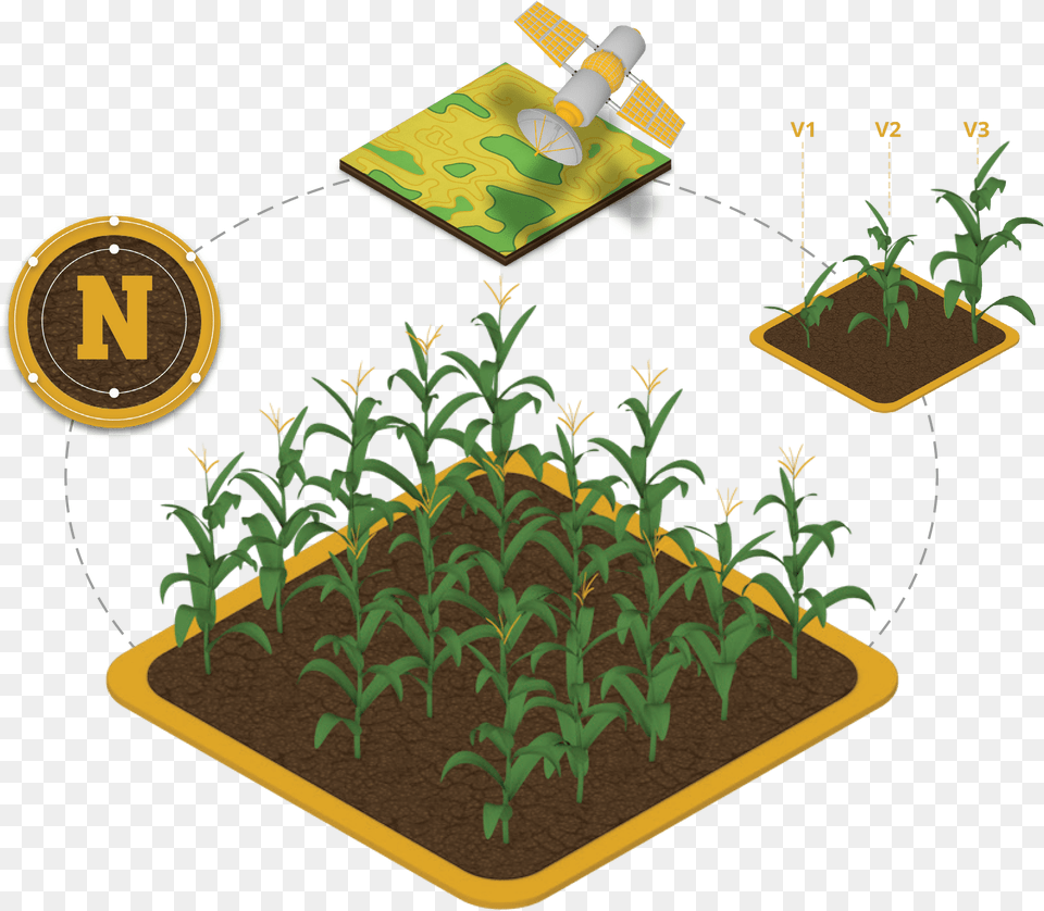 Corn Plant Illustration, Garden, Soil, Outdoors, Nature Free Transparent Png
