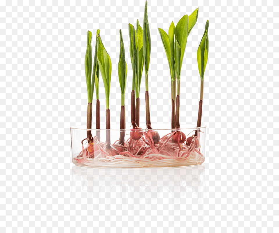Corn Plant Vase, Food, Leaf, Flower Free Transparent Png