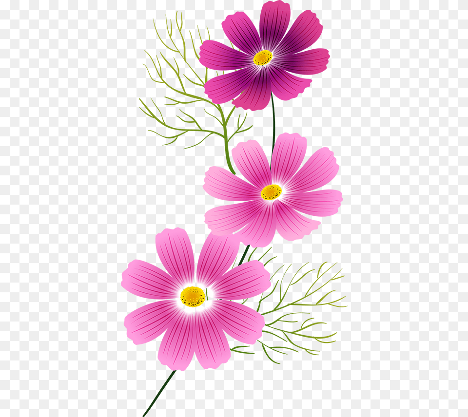 Transparent Cosmos Flowers, Anemone, Anther, Flower, Petal Free Png Download