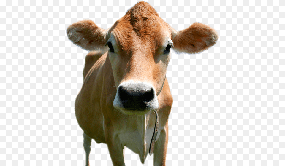 Transparent Cow Head, Animal, Cattle, Livestock, Mammal Png