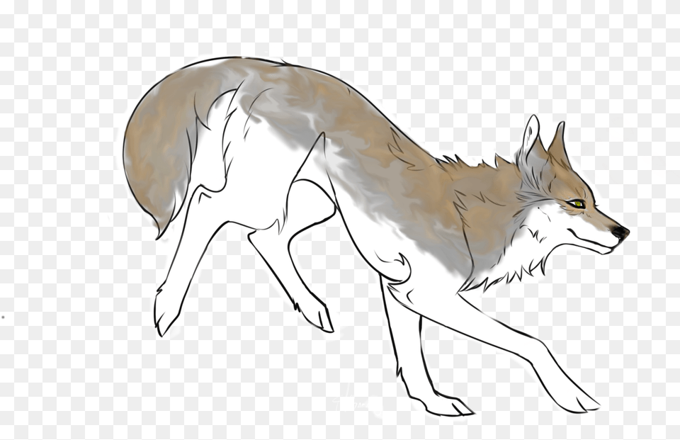 Transparent Coyote Coyote, Animal, Mammal, Person, Wolf Free Png