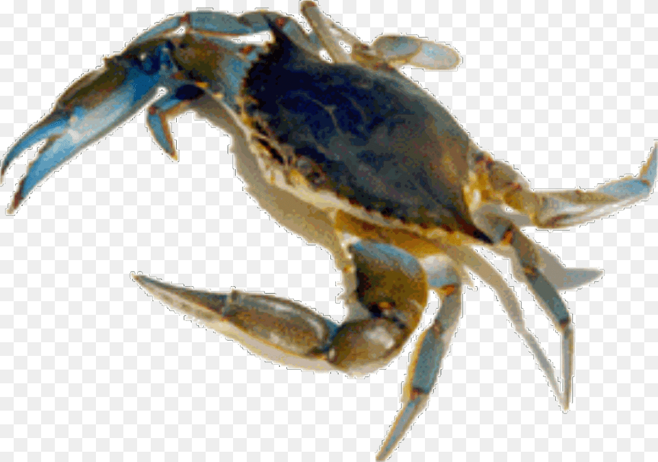 Transparent Crab Aquatic Animal U0026 Clipart Crab And Shrimp Alive, Food, Invertebrate, Sea Life, Seafood Png