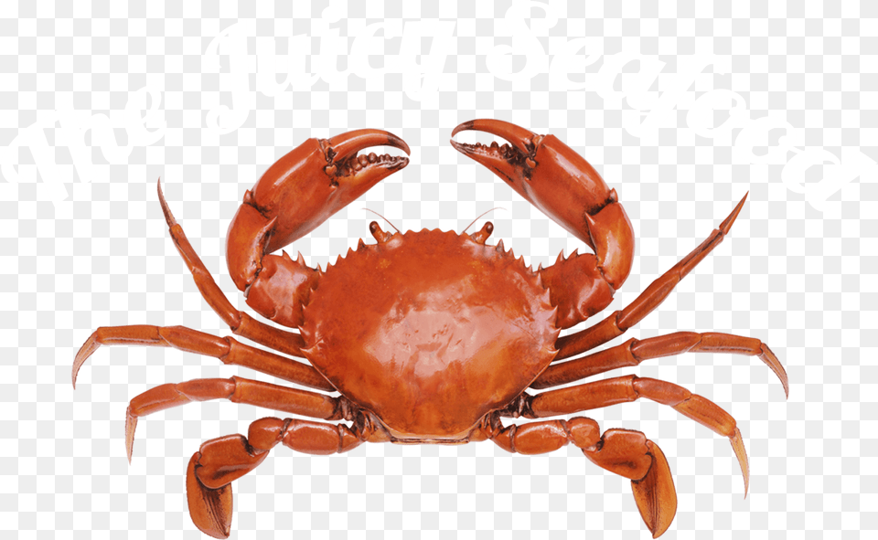 Transparent Crab Baby Seafood, Food, Animal, Invertebrate, Sea Life Png