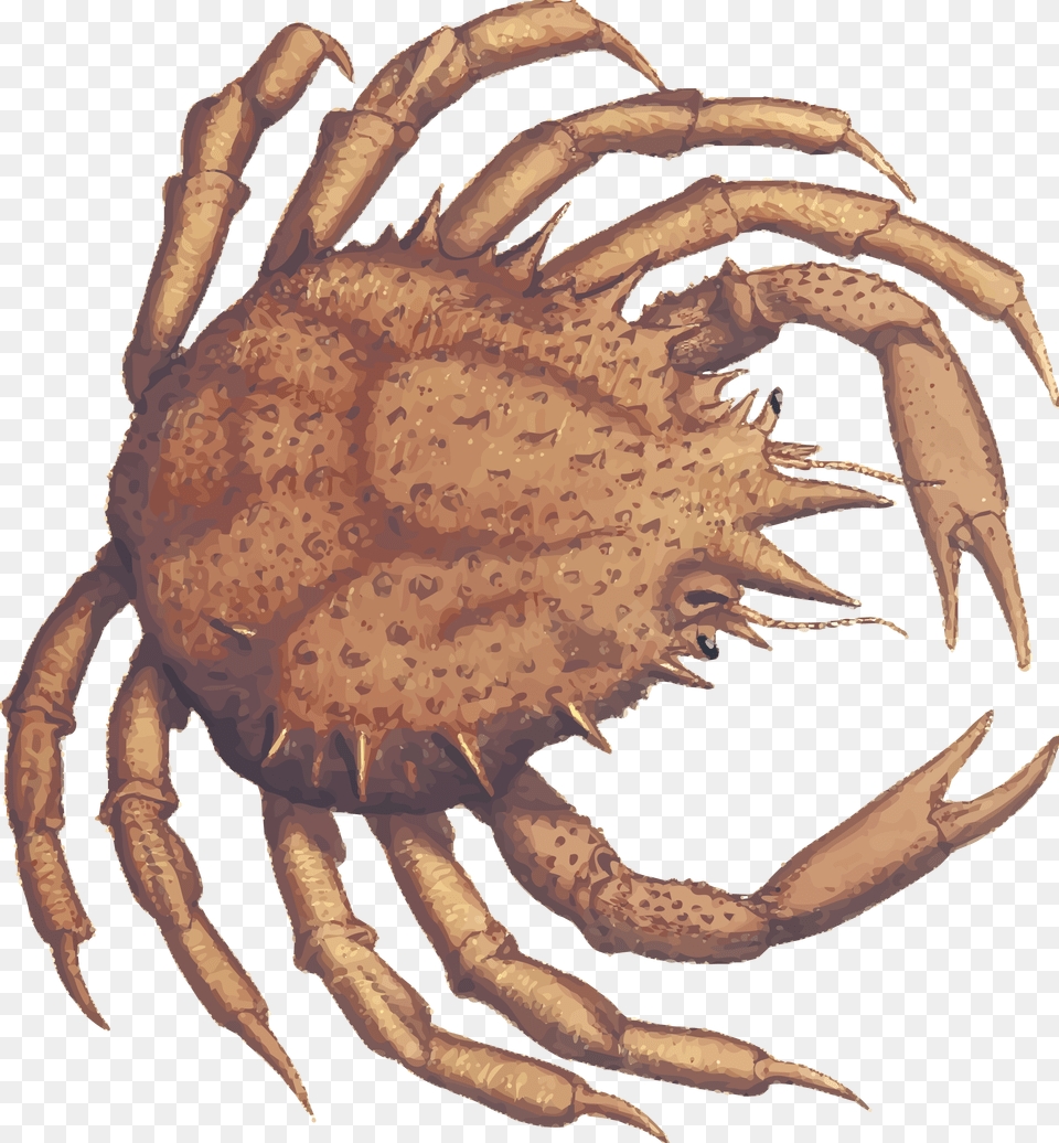 Transparent Crab Claw Crabs, Food, Seafood, Animal, Invertebrate Free Png