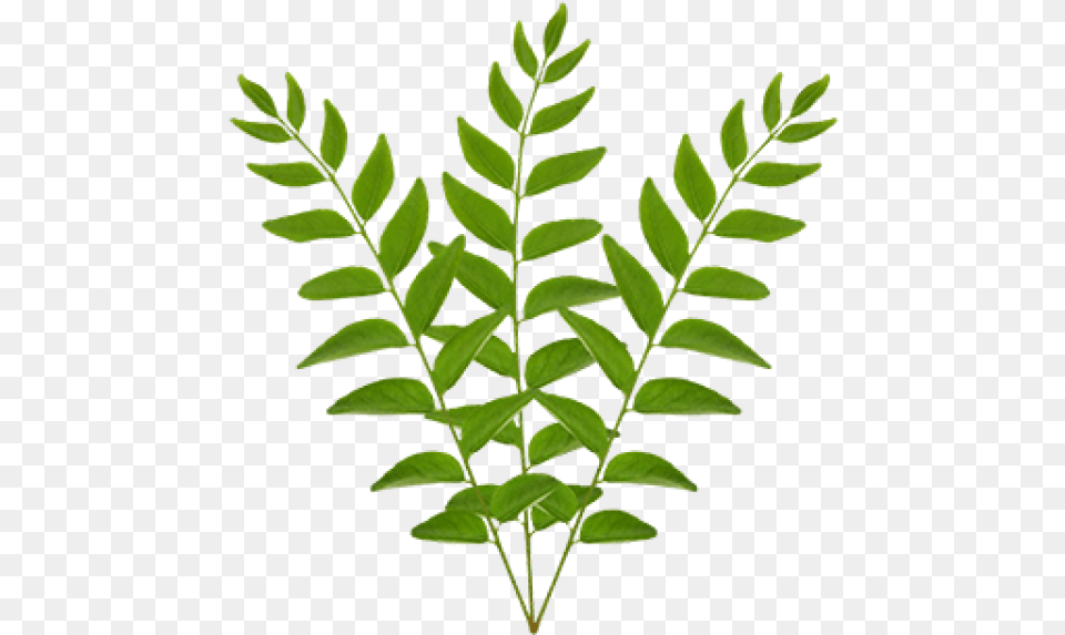 Transparent Crape Myrtle Bunch Of Curry Leaves, Leaf, Plant, Astragalus, Flower Free Png