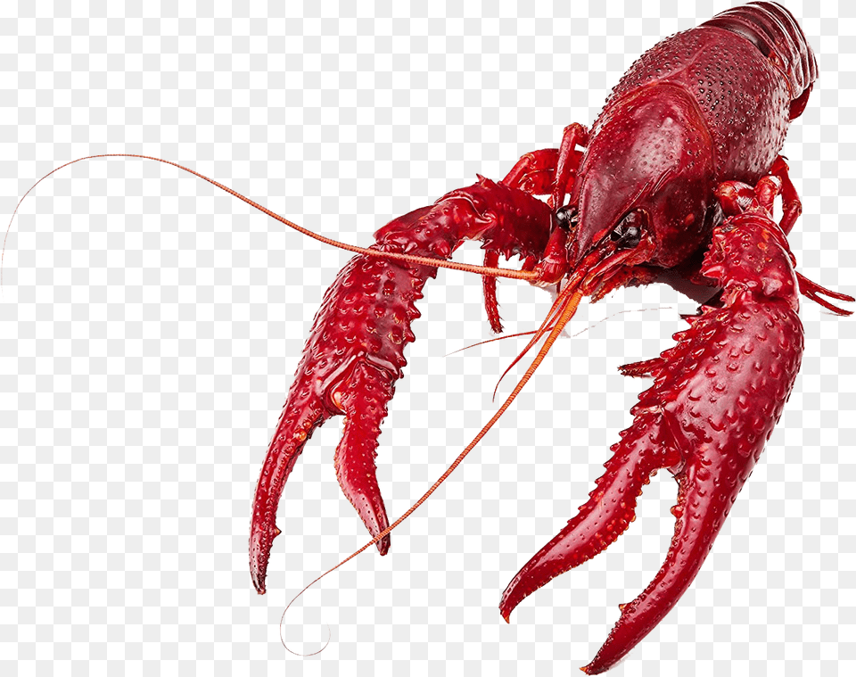 Transparent Crawfish, Food, Seafood, Animal, Invertebrate Free Png