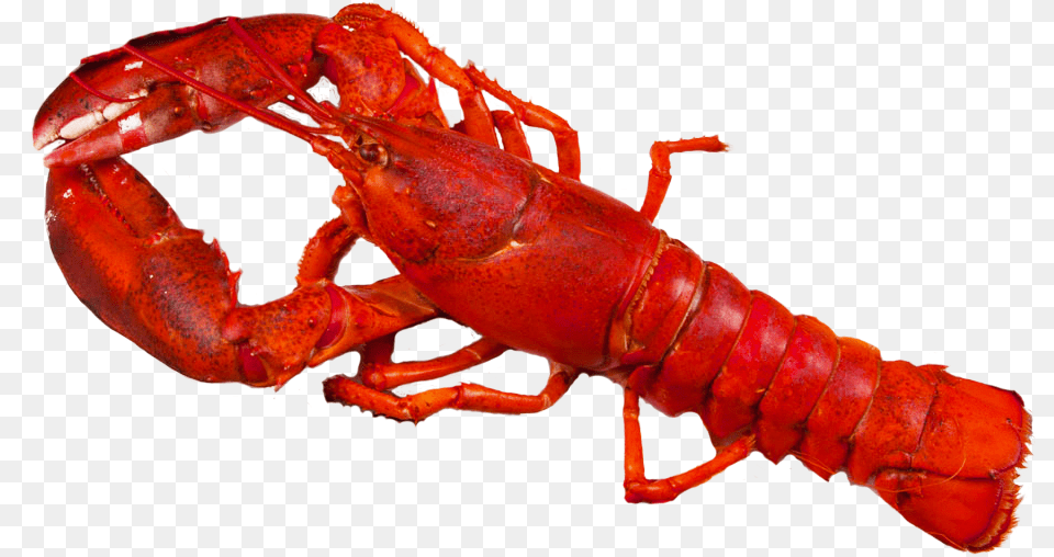 Transparent Crawfish Transparent Background Lobster, Animal, Food, Invertebrate, Sea Life Free Png Download