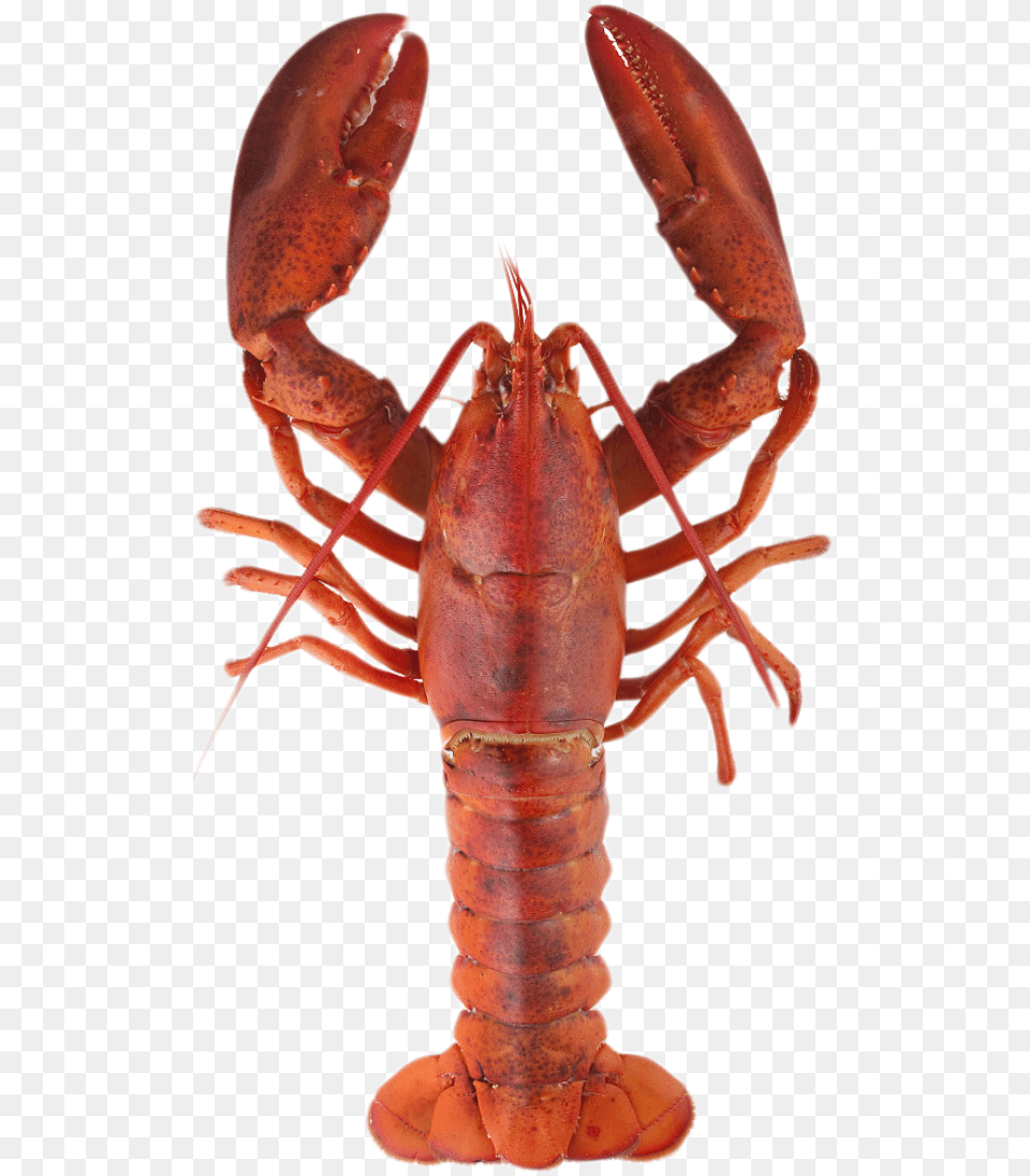 Transparent Crayfish Clipart Lobster Meaning In Urdu, Animal, Food, Invertebrate, Sea Life Free Png Download