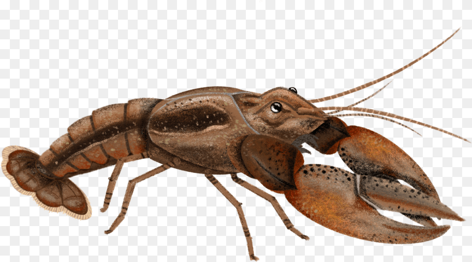 Transparent Crayfish Insect, Food, Seafood, Animal, Invertebrate Free Png