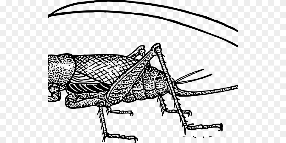 Transparent Cricket Clipart Crickets For Good Luck, Gray Png Image