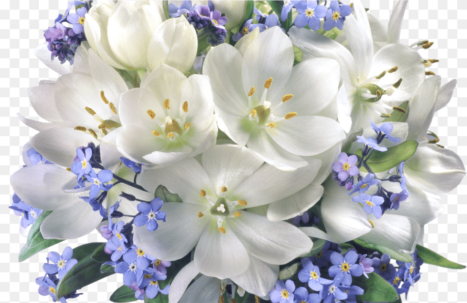 Transparent Crocuses Clipart Best Jasmine Flower Bouquet, Flower Arrangement, Flower Bouquet, Plant, Petal Free Png