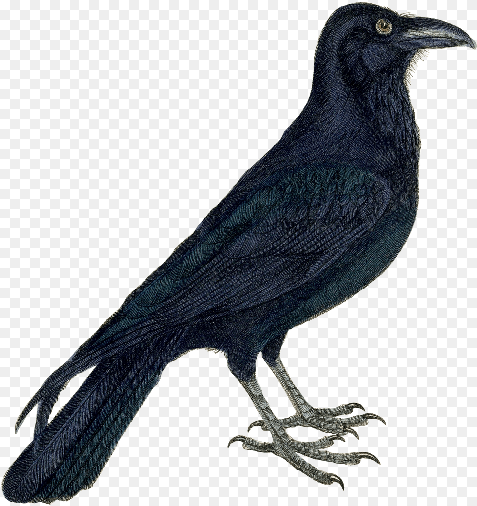 Crow Clipart Crow Clipart, Animal, Bird, Blackbird Free Transparent Png