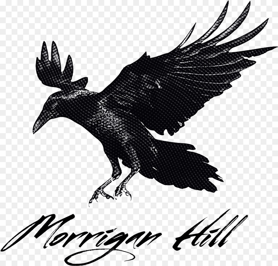 Transparent Crow Crow Landing, Animal, Bird, Blackbird Free Png Download