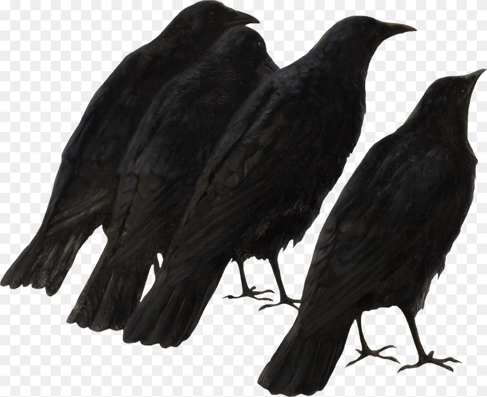 Transparent Crow Raven, Animal, Bird, Blackbird Free Png Download