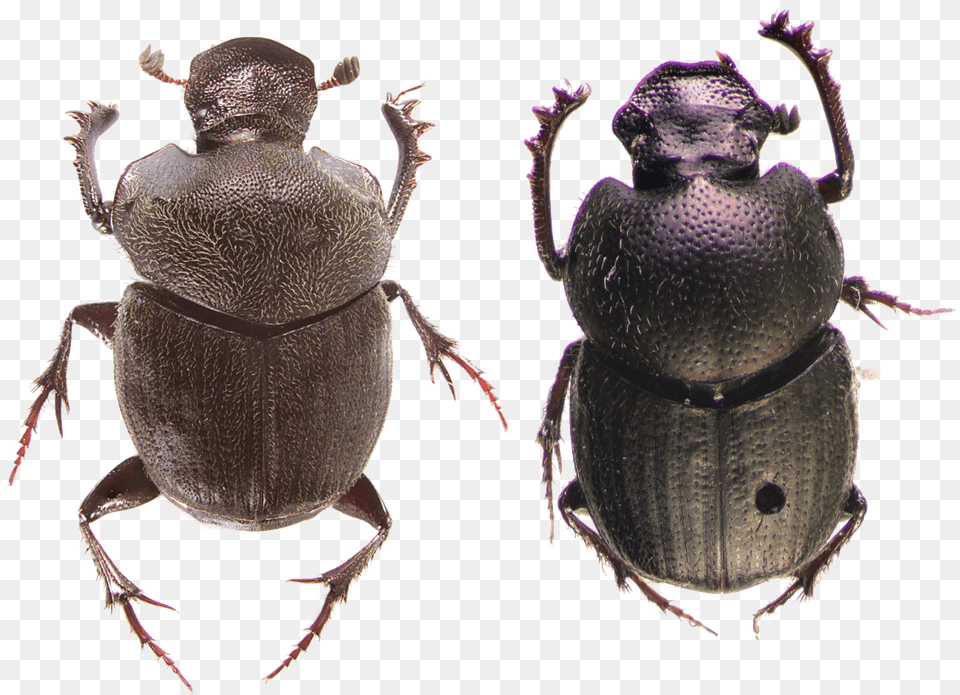 Transparent Cute Animals Insects In The Montane Forests, Animal, Person, Dung Beetle, Insect Png Image